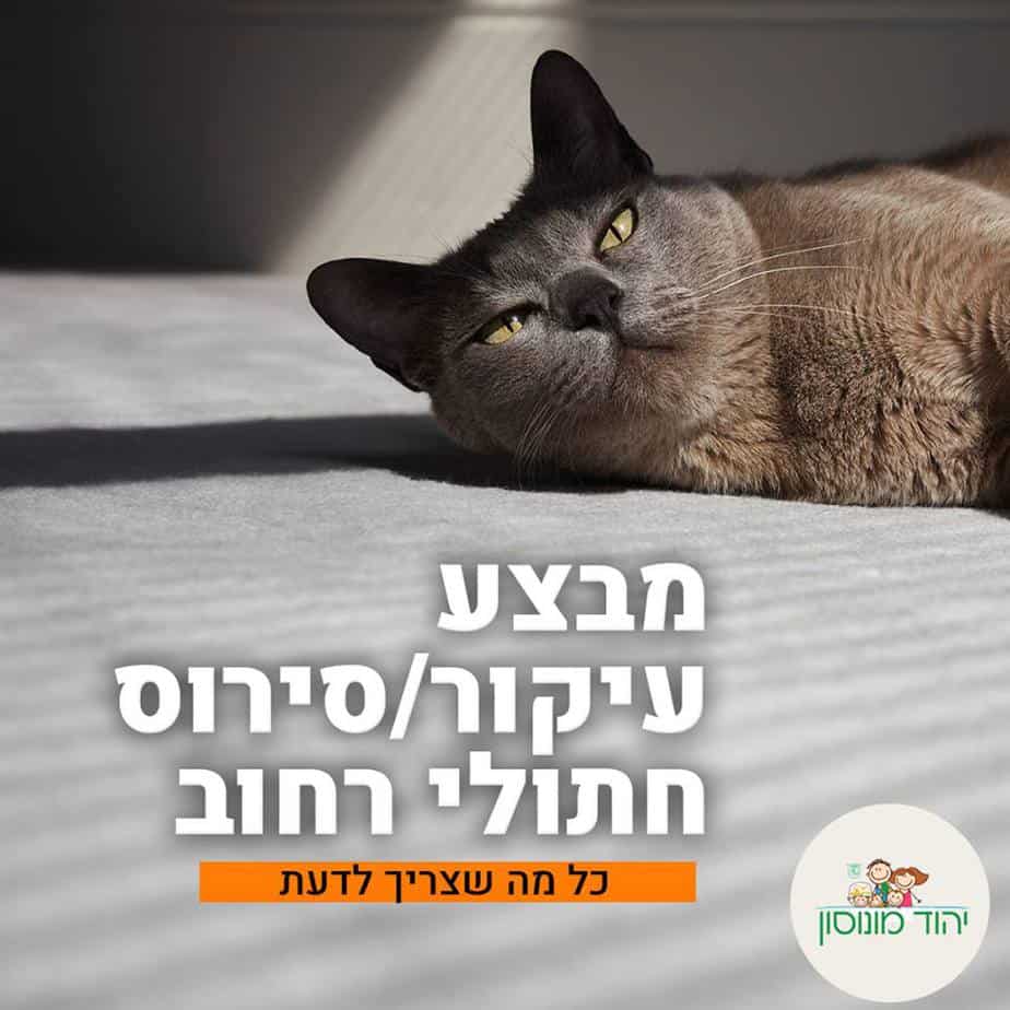 סירוס חתולים ביהוד