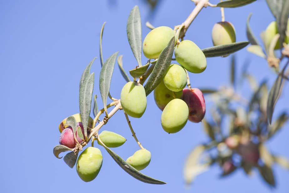 שמן זית לוין