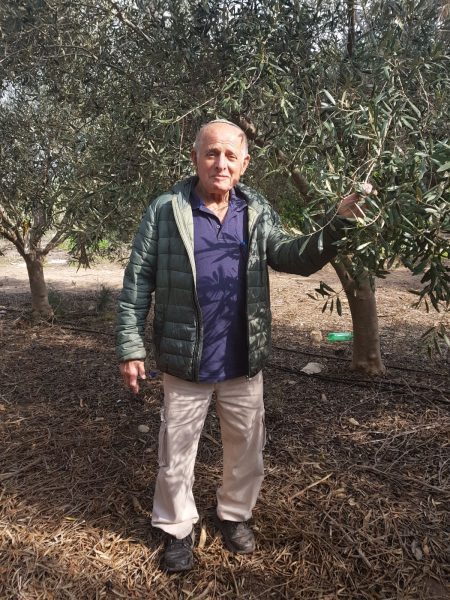 שמן זית לוין