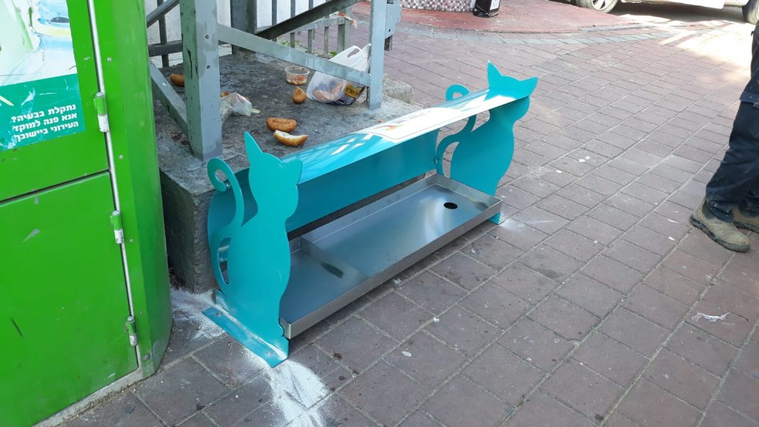 מאכילים את חתולי הרחוב