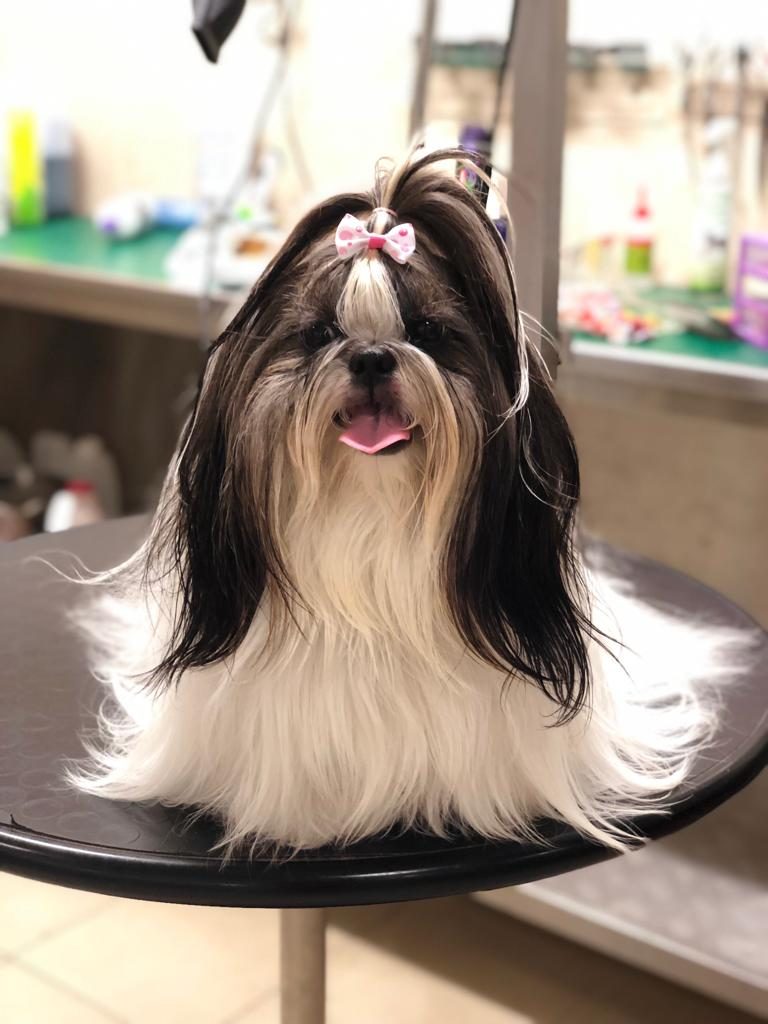 מספרת כלבים בראשון לציון