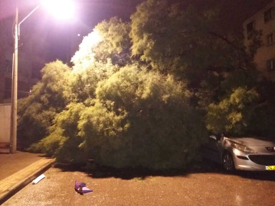 מכוניות נמחצו תחת העץ. צילום: איחוד והצלה אור יהודה