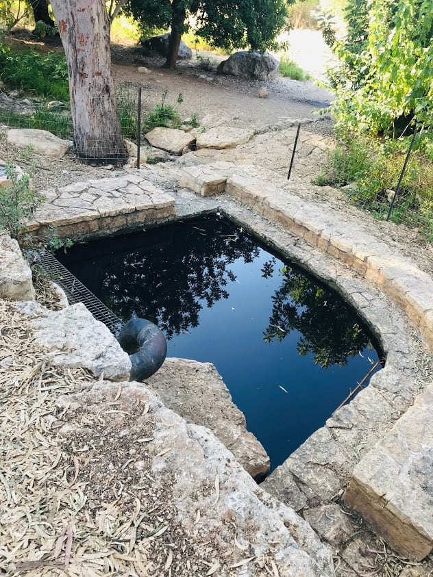 פיקניק שבועות