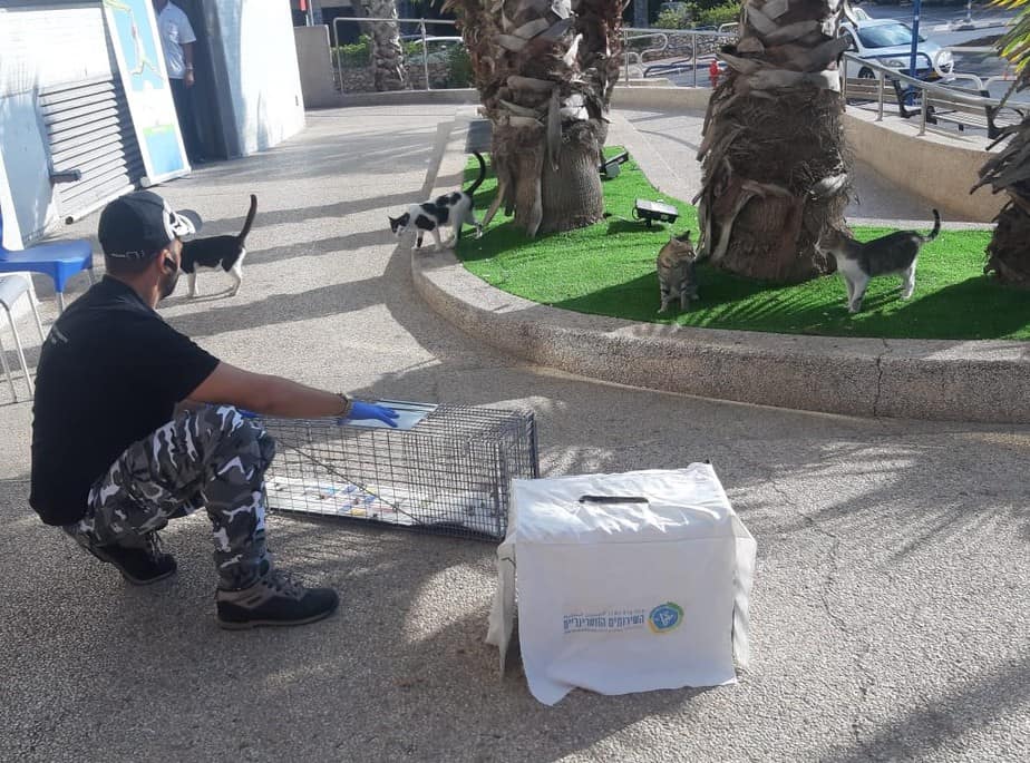 איסוף החתולים על ידי השירות הווטרינרי העירוני בגבעת שמואל לצורך סירוס ועיקור. צילום: דוברות עיריית גבעת שמואל