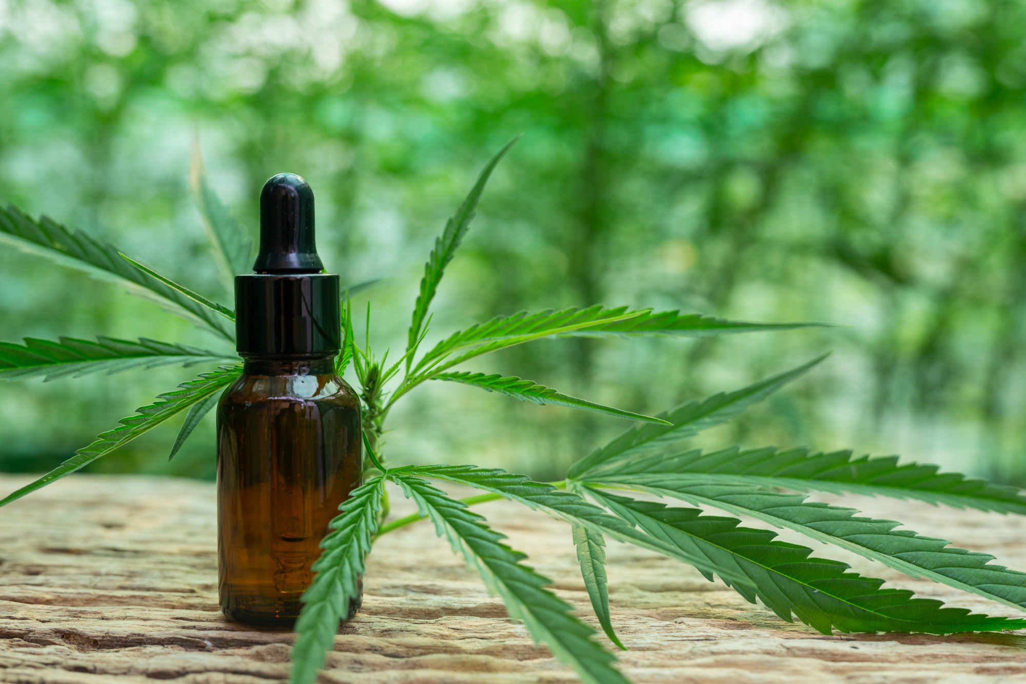בסט לינק  freepikcannabis-leaf-extracted-from-hemp-oil (1)