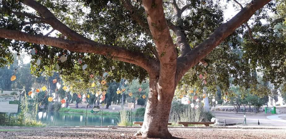 עץ המשאלות לראש השנה בירקון- צילום שרית פלצ’י (3)