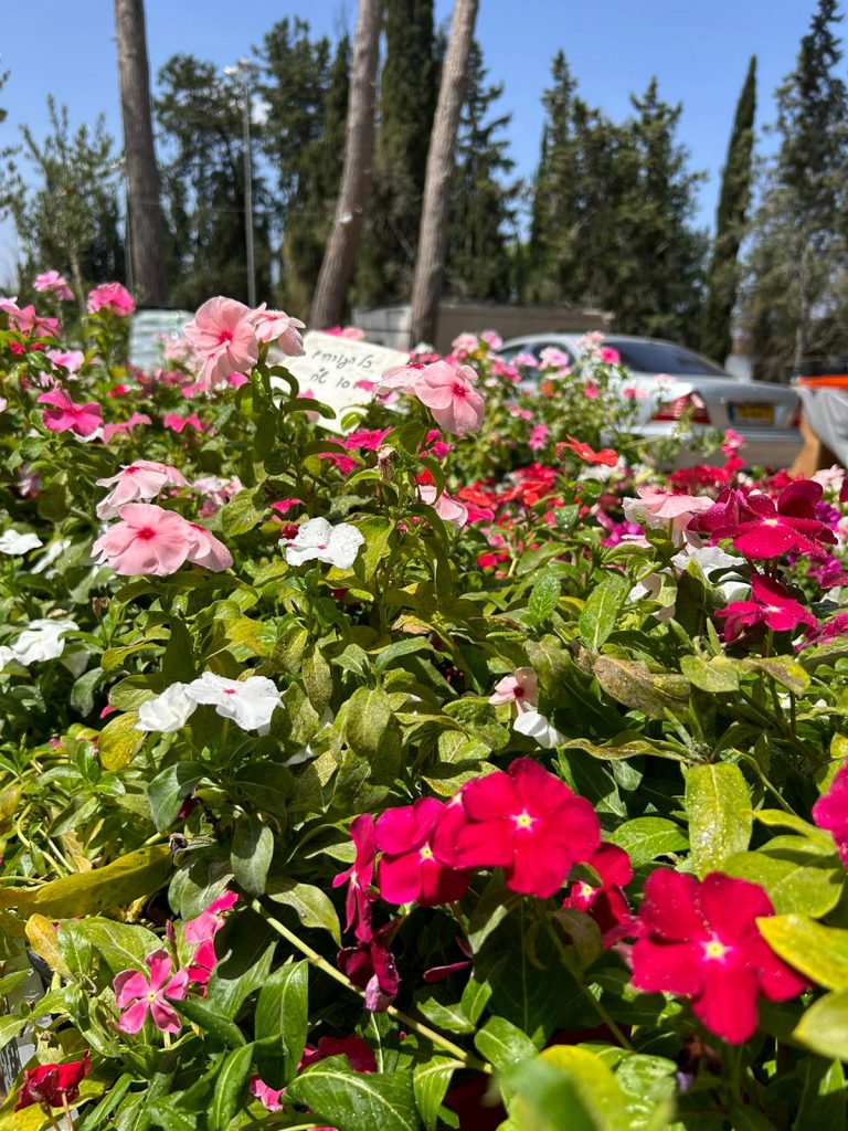 משתלת קקטוס סביון. צילום באדיבות המקום